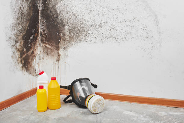 Best Residential Mold Removal  in Cambridge, MN