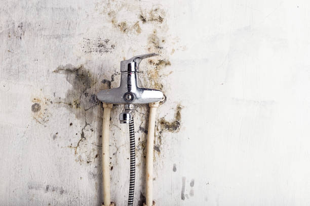 Mold Testing and Removal in Cambridge, MN