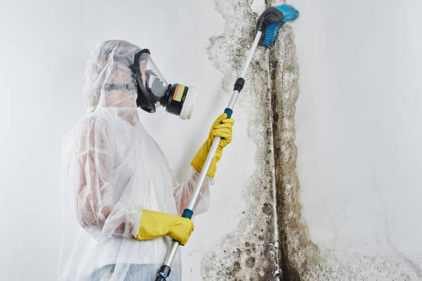 Best Mold Damage Repair  in Cambridge, MN