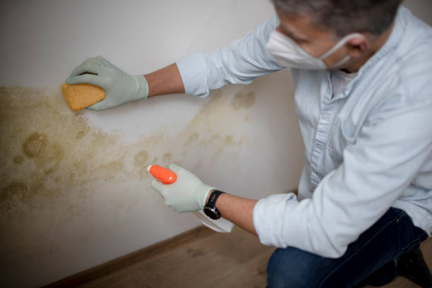 Best Toxic Mold Removal  in Cambridge, MN