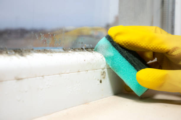 Best Affordable Mold Removal  in Cambridge, MN