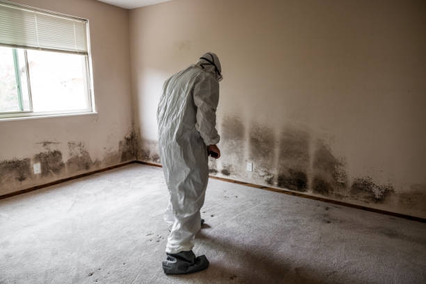 Best Crawl Space Mold Removal  in Cambridge, MN