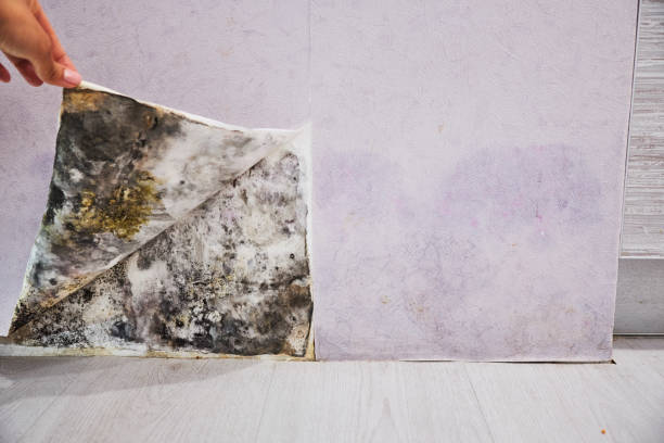 Best Mold Testing and Removal  in Cambridge, MN